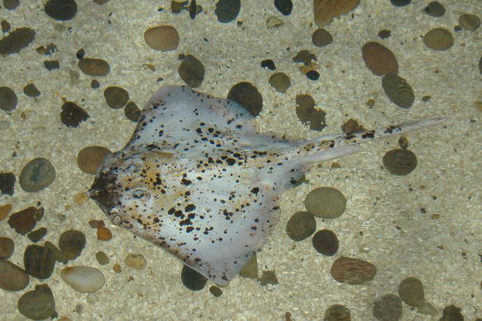 Blankenberg Sealife abnormally coloured Ray