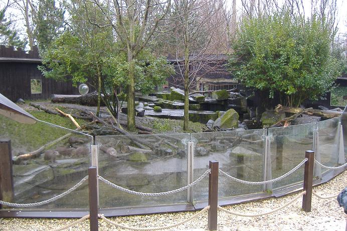 Blankenberg Sealife Otter Pool1