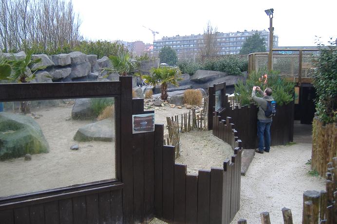 Blankenberg Sealife Penguin pool