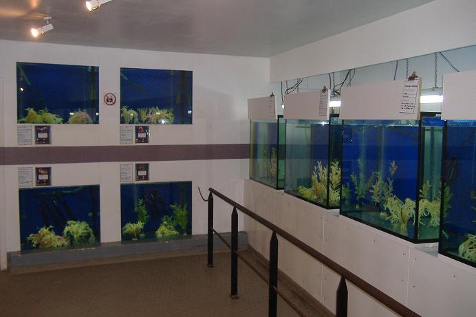 Blankenberg Sealife Seahorse room