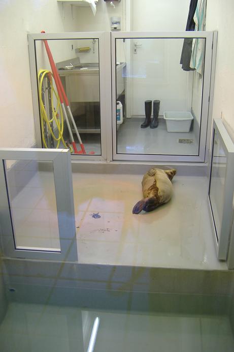 Blankenberg Sealife Seal Hospital