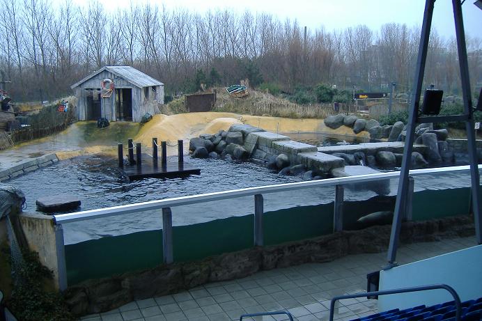 Blankenberg Sealife Sealions