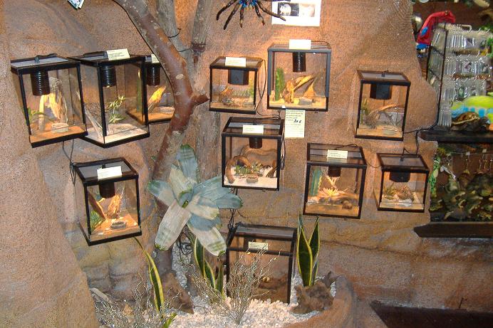 Blankenberg Serpentarium tarantulas