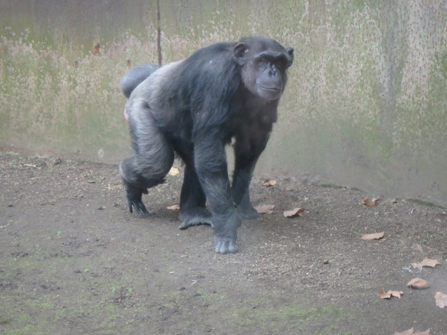 Blanquita the chimpanzee