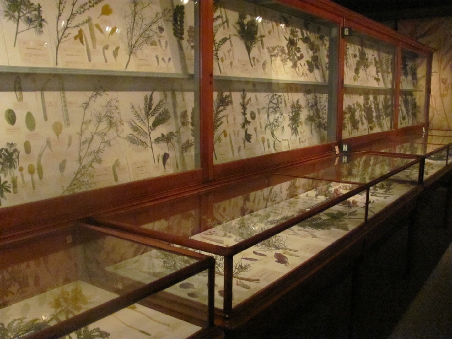 Blaschka Glass Flowers