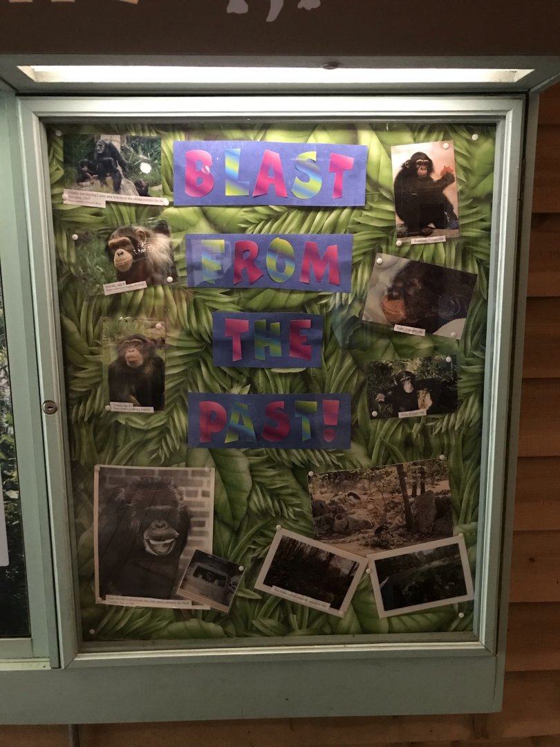 "Blast from the Past" Photos at Chimpanzee Habitat