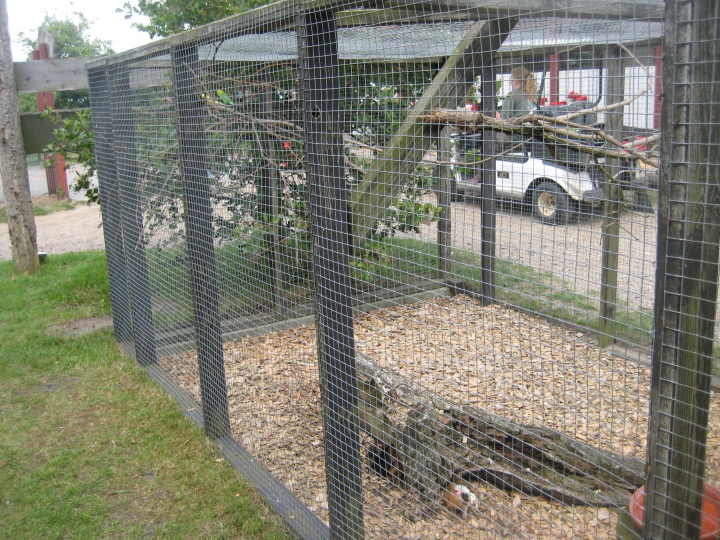 Blåvand Zoo - Budgie aviary