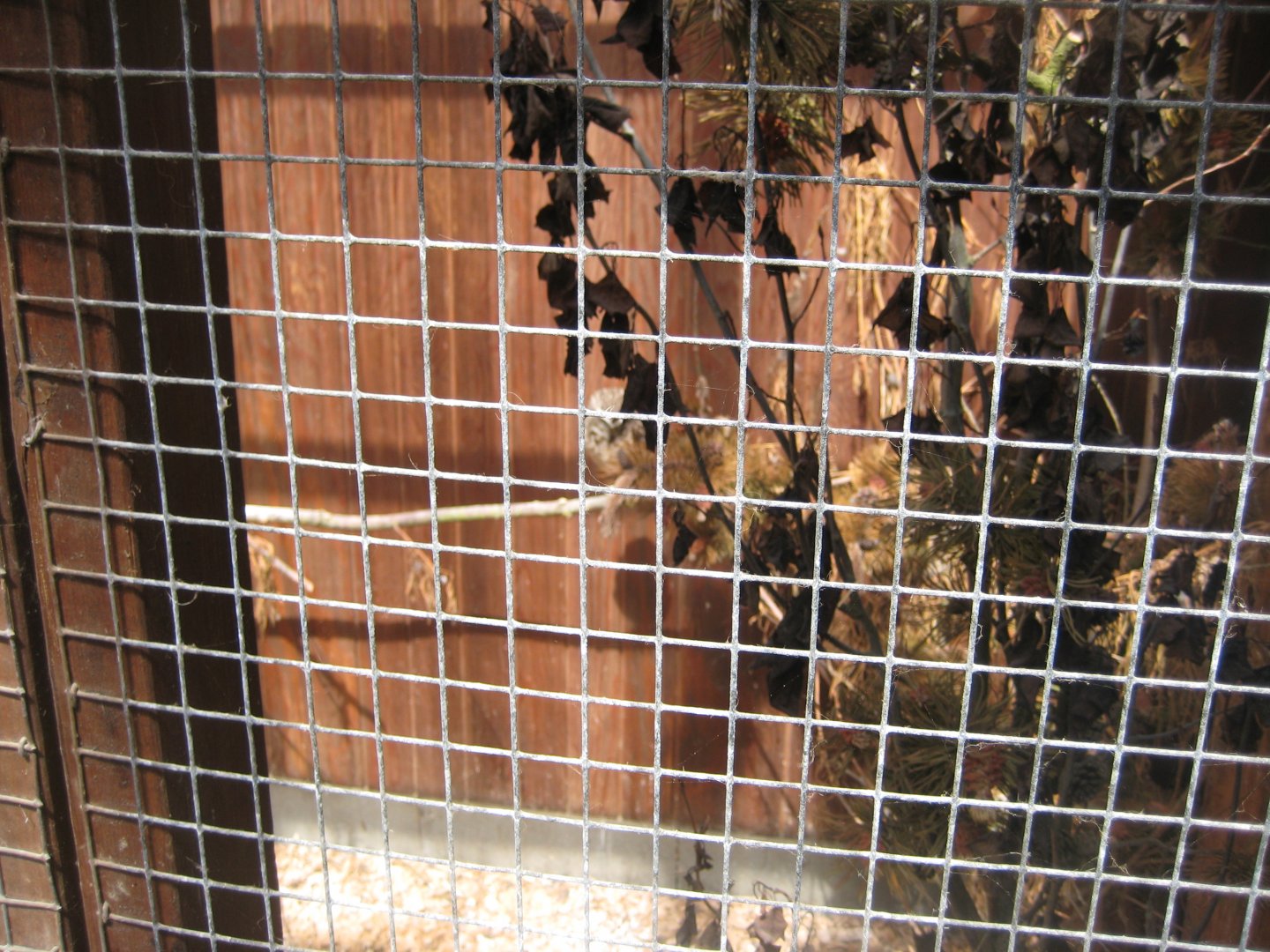 Blåvand Zoo - Burrowing owl aviary