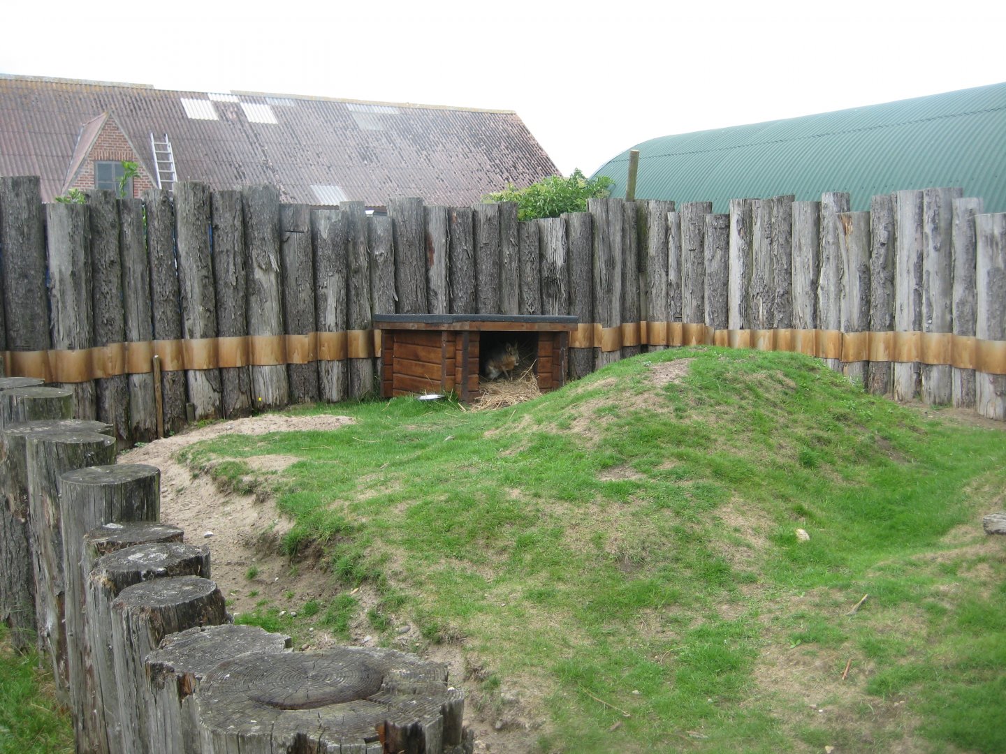 Blåvand Zoo - Cavy exhibit