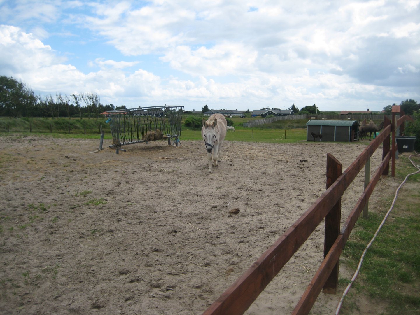 Blåvand Zoo - Donkey exhibit
