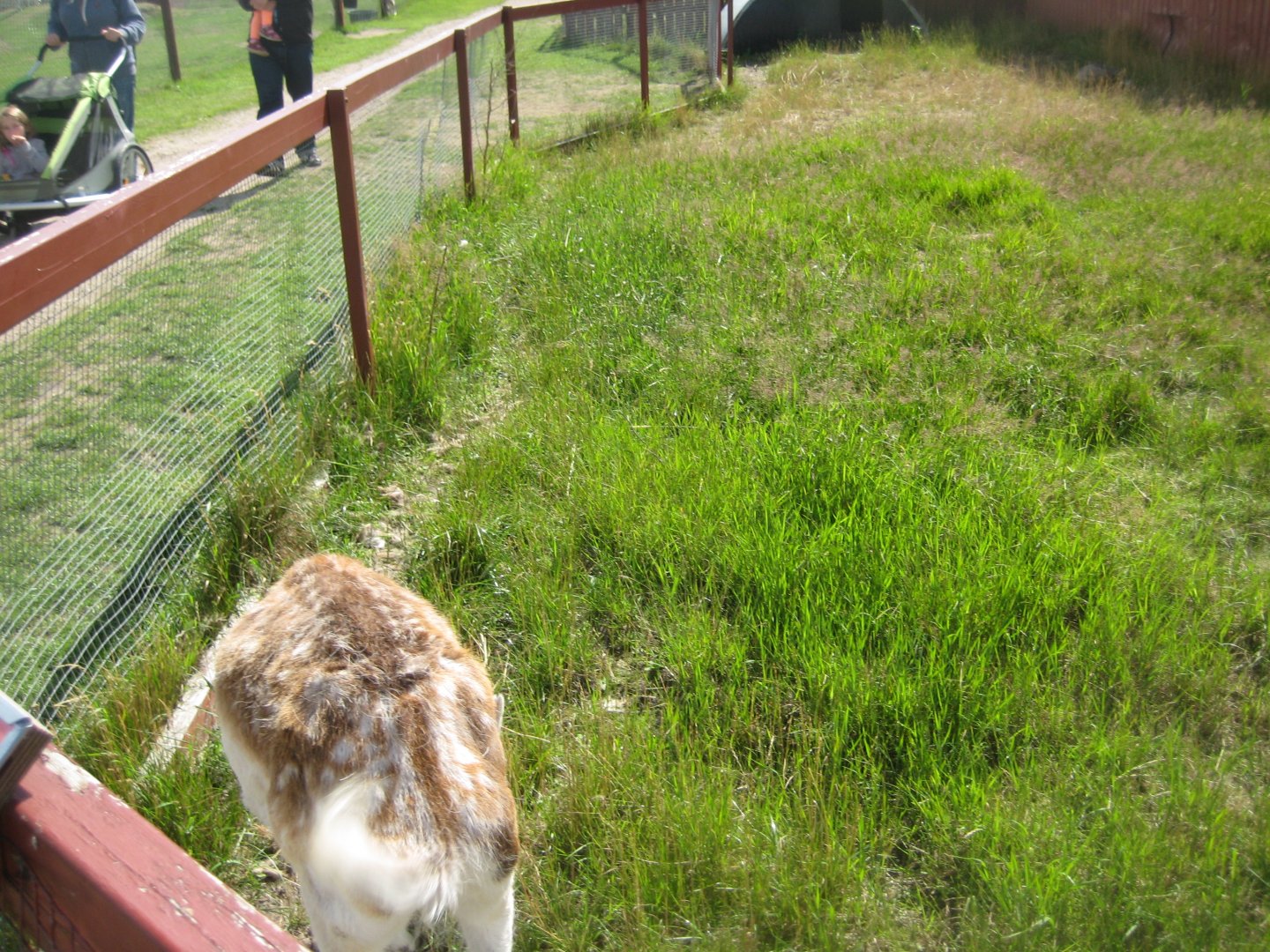 Blåvand Zoo - Fallow deer exhibit