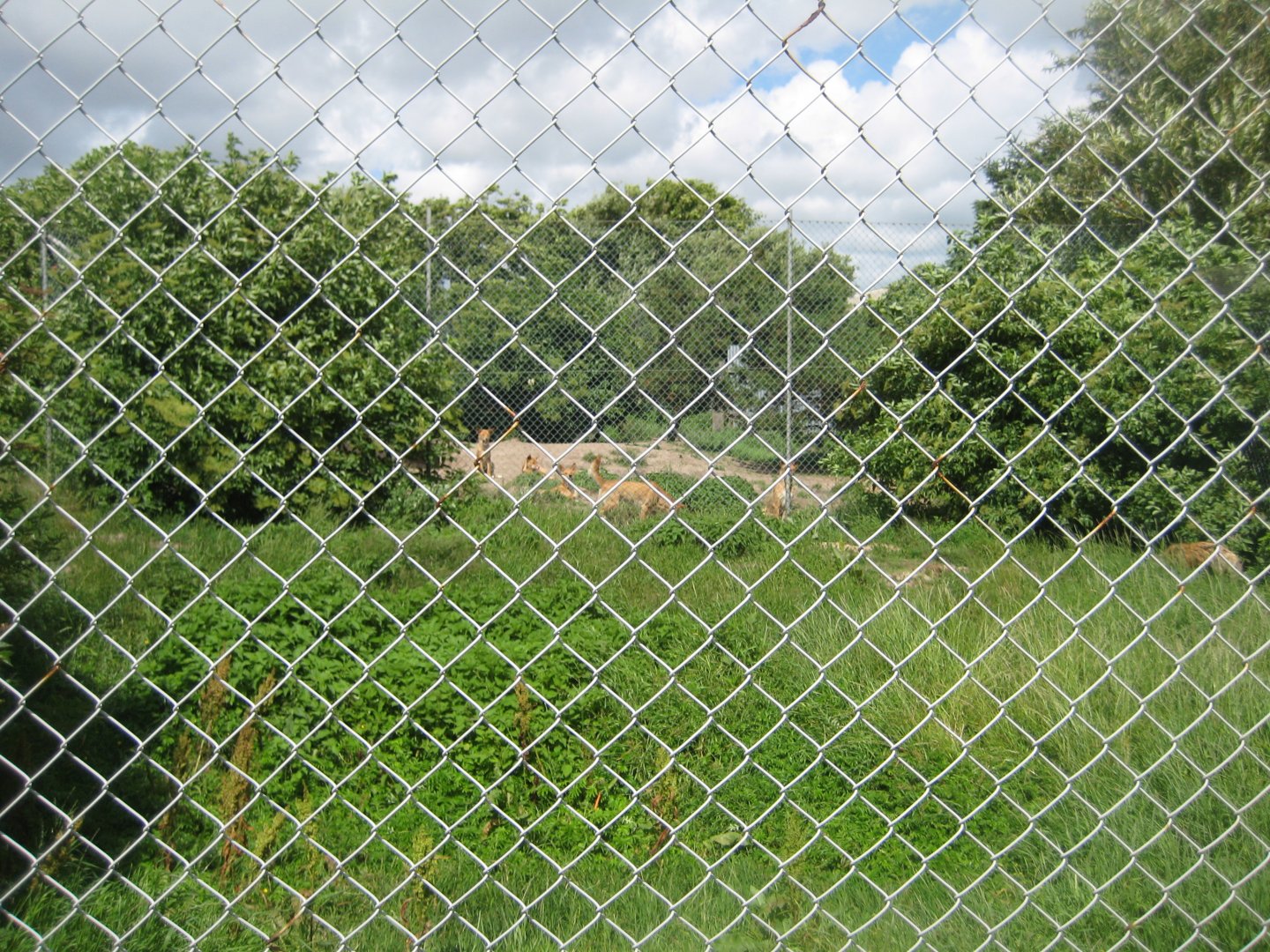 Blåvand Zoo - Fox exhibit
