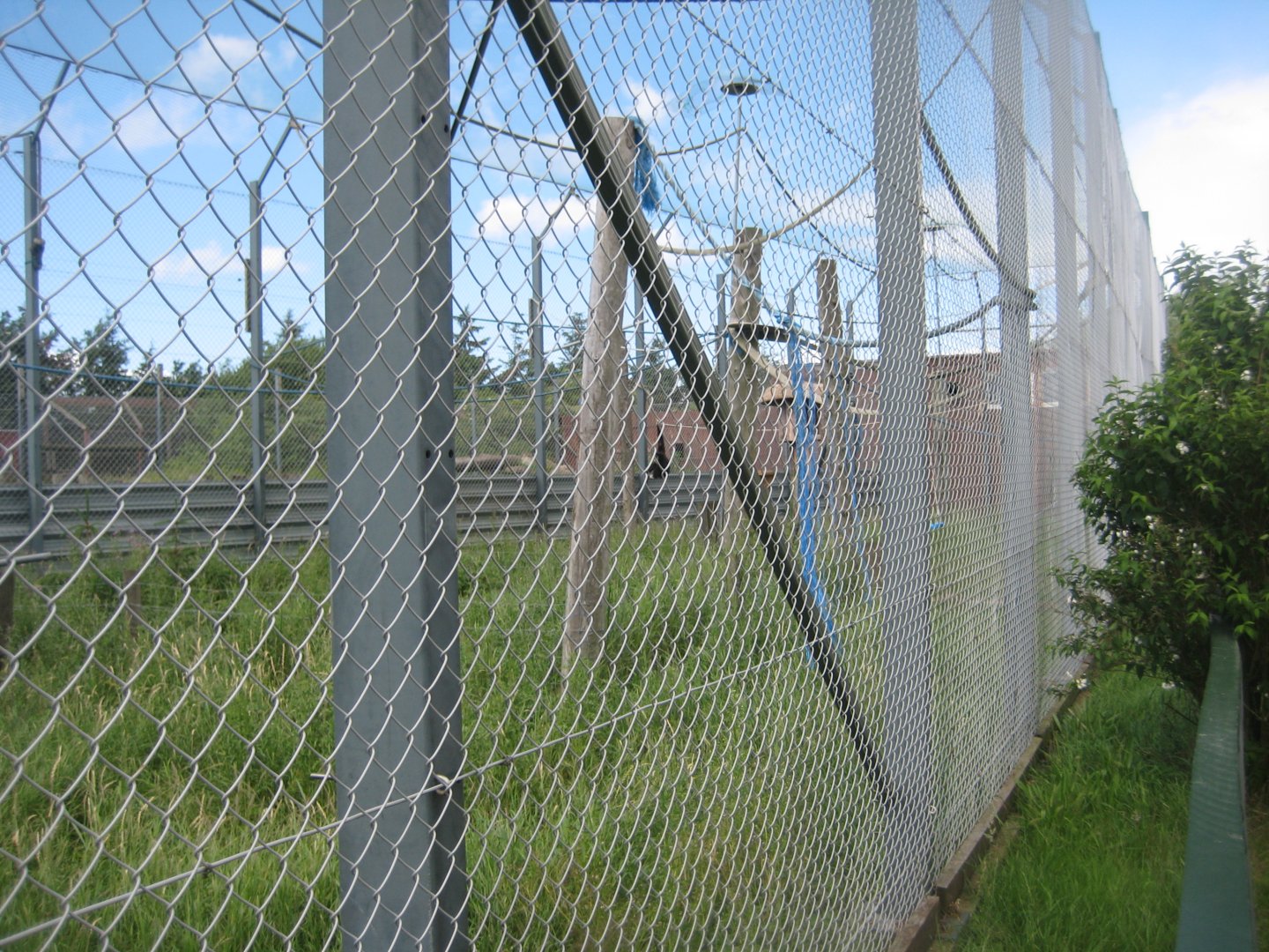 Blåvand Zoo - Gibbon exhibit