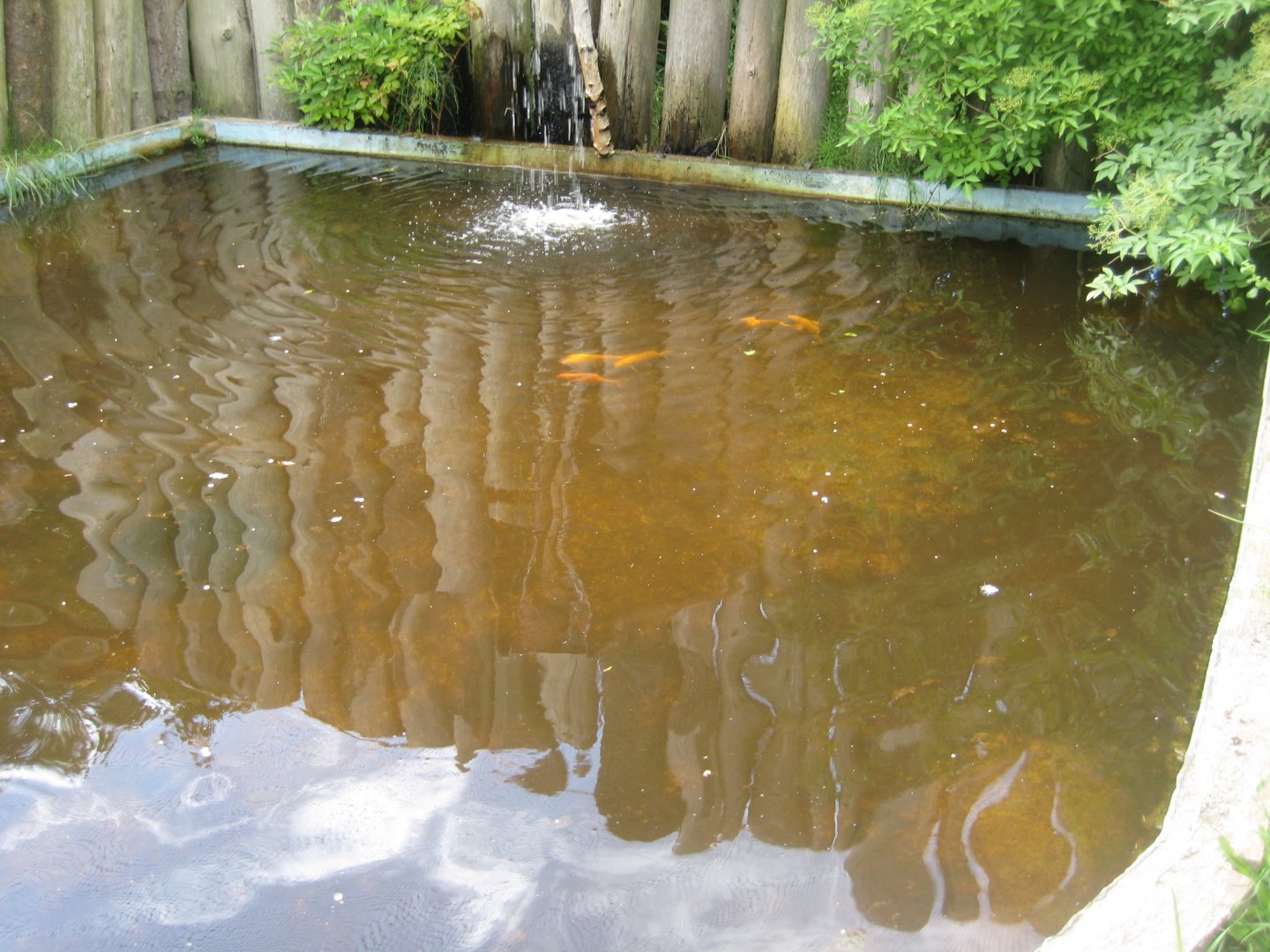 Blåvand Zoo - Goldfish pond