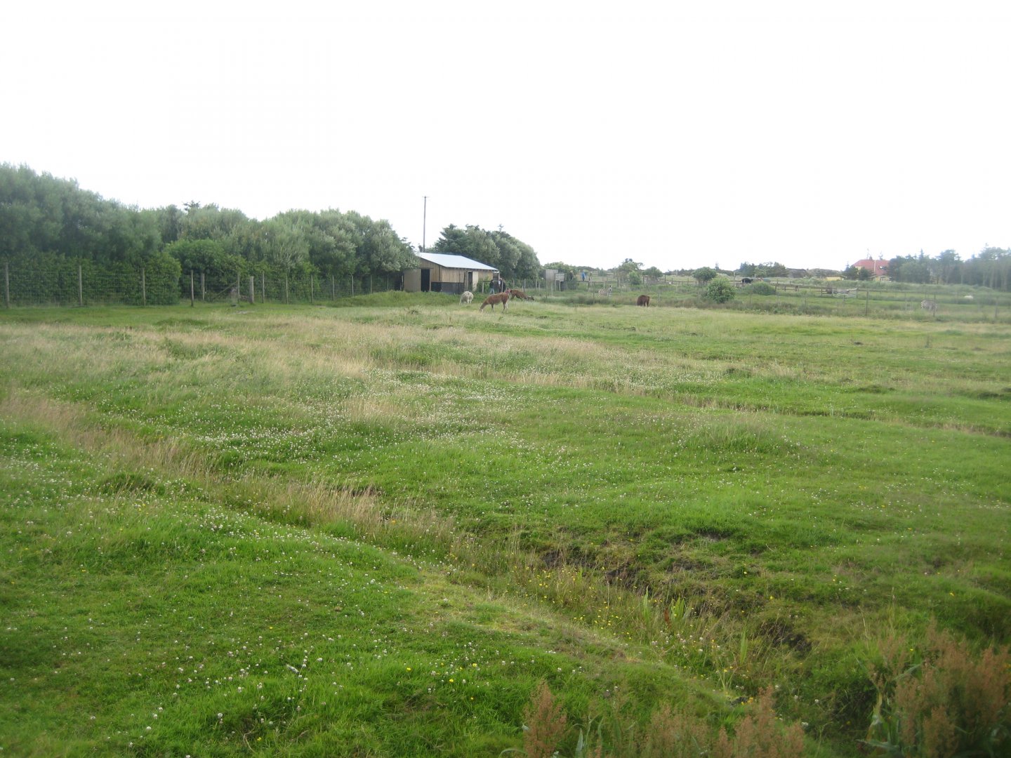 Blåvand Zoo - Hoofstock walkthrough