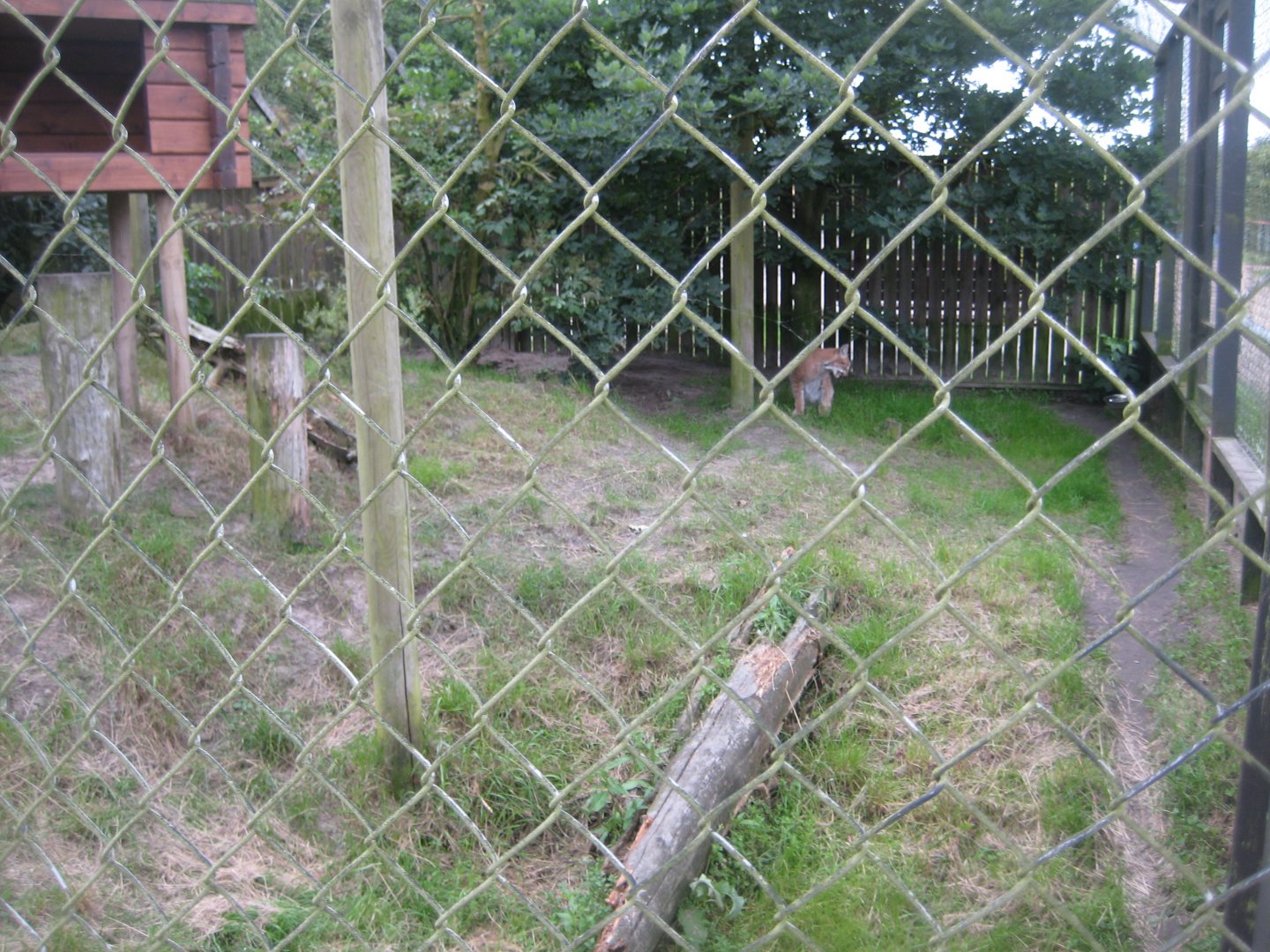 Blåvand Zoo - Lynx exhibit