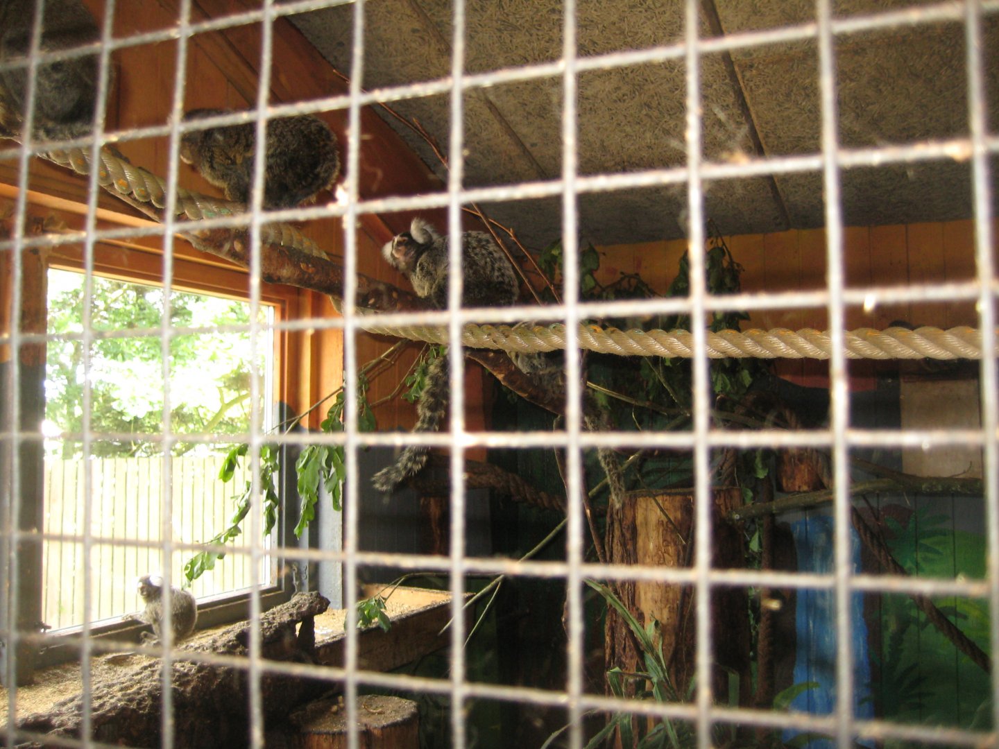 Blåvand Zoo - Monkey house - Marmoset exhibit