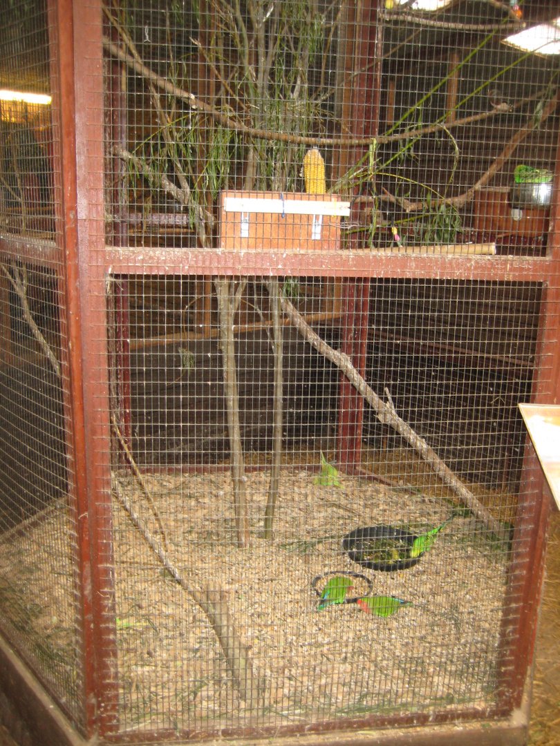 Blåvand Zoo - Monkey house - Mixed aviary