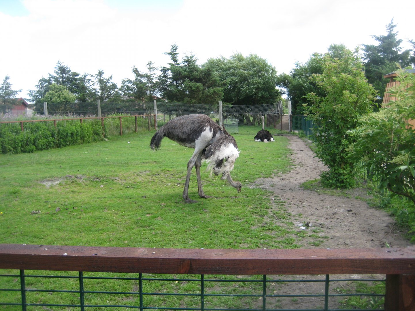 Blåvand Zoo - Ostrich exhibit
