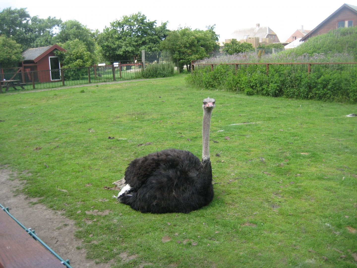 Blåvand Zoo - Ostrich exhibit