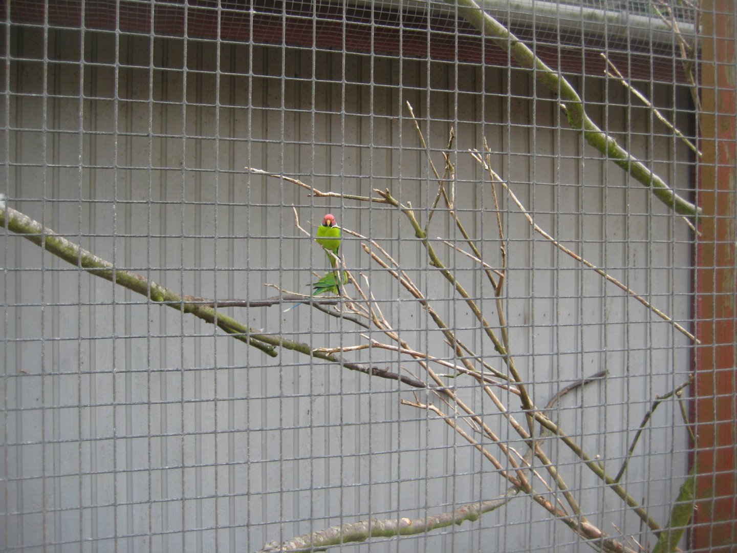 Blåvand Zoo - Parrot aviary
