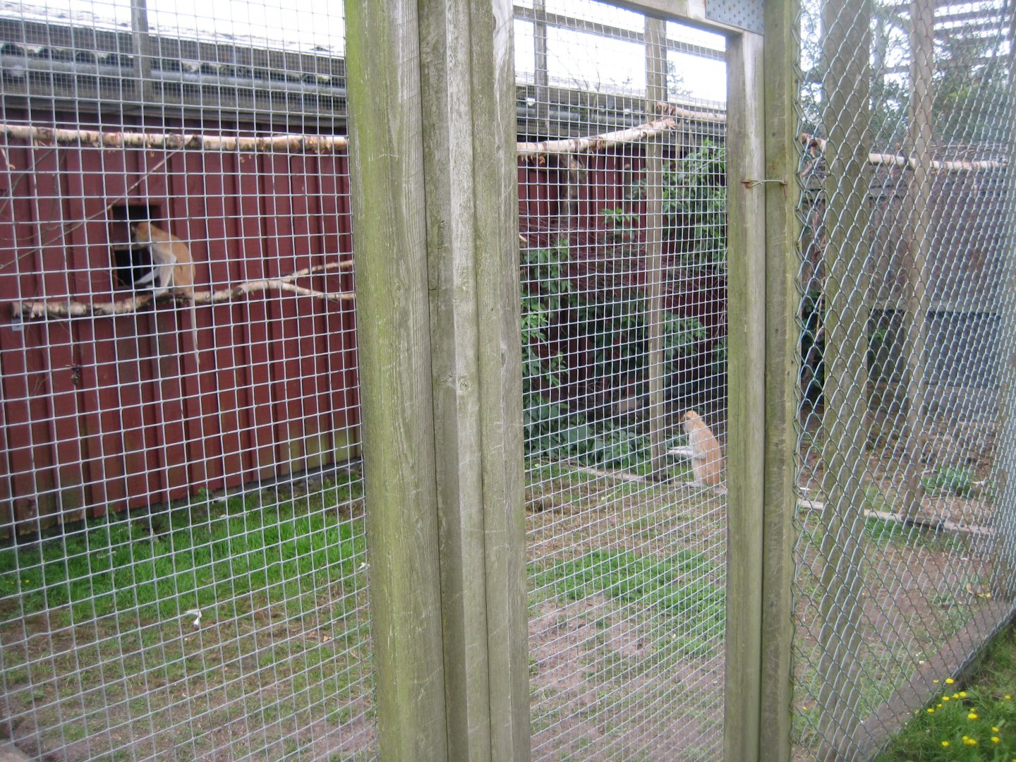 Blåvand Zoo - Patas monkey exhibit