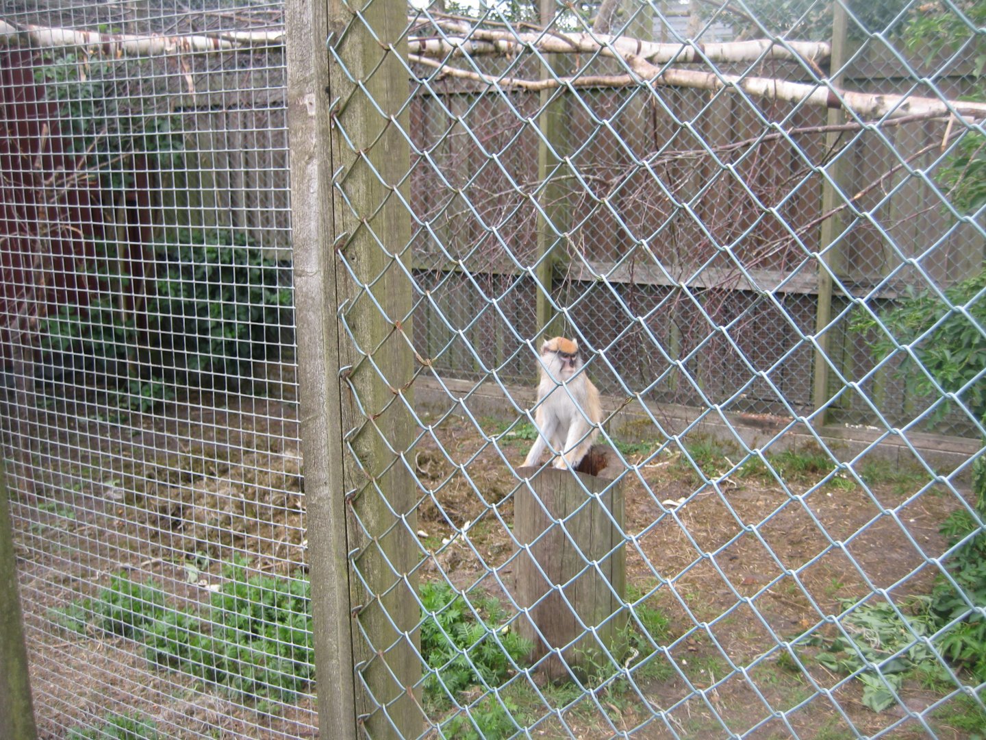 Blåvand Zoo - Patas monkey exhibit
