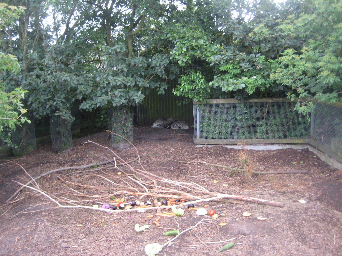 Blåvand Zoo - Porcupine exhibit