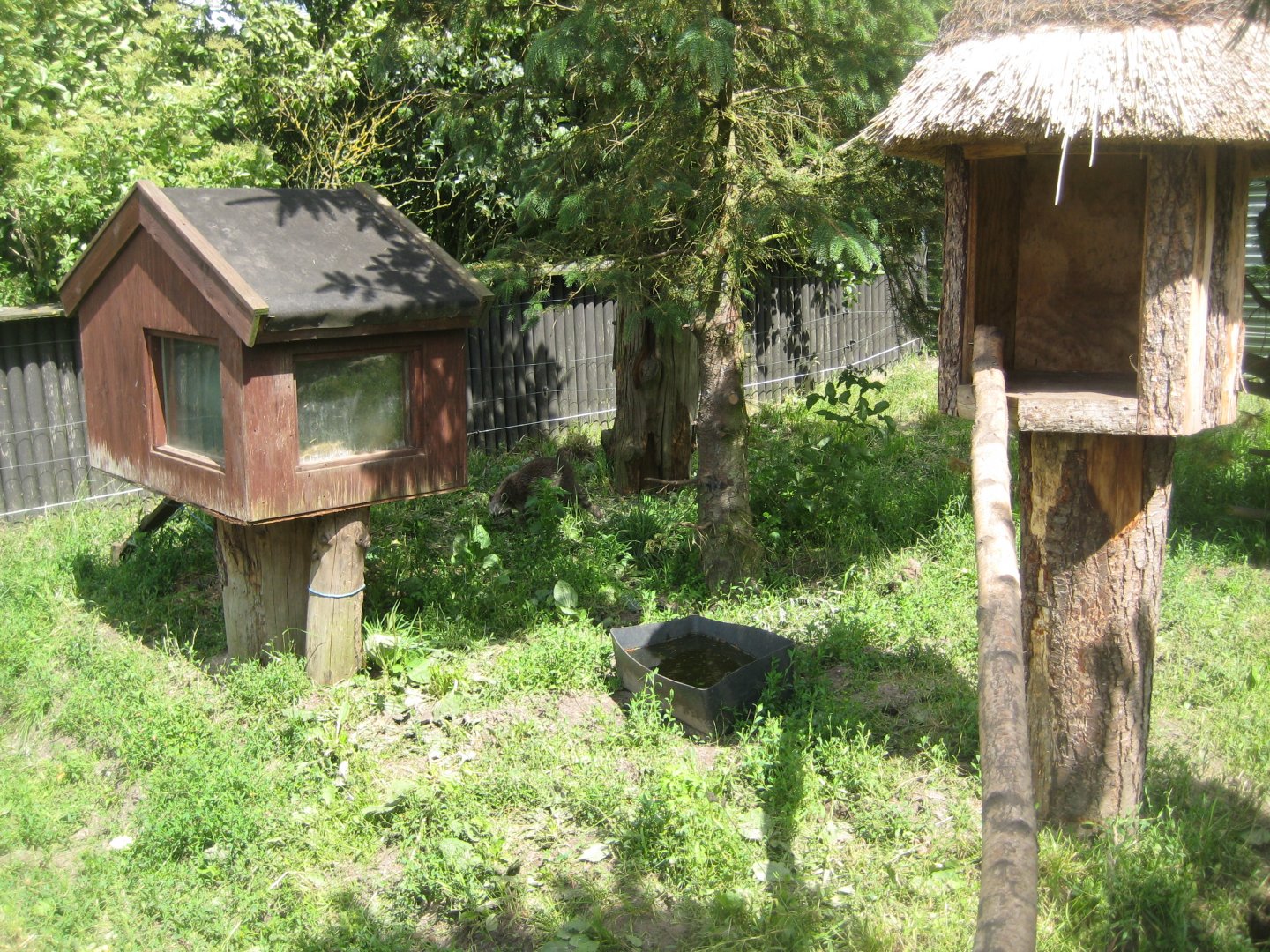 Blåvand Zoo - Raccoon exhibit
