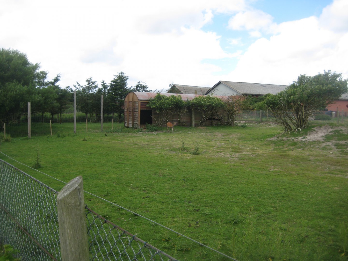 Blåvand Zoo - Sika deer exhibit