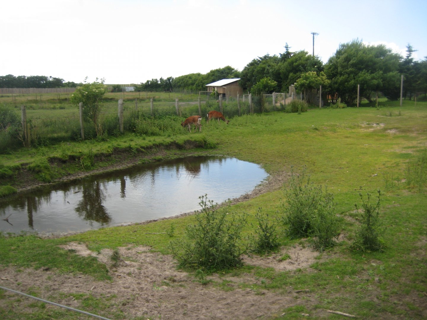 Blåvand Zoo - Sika deer exhibit