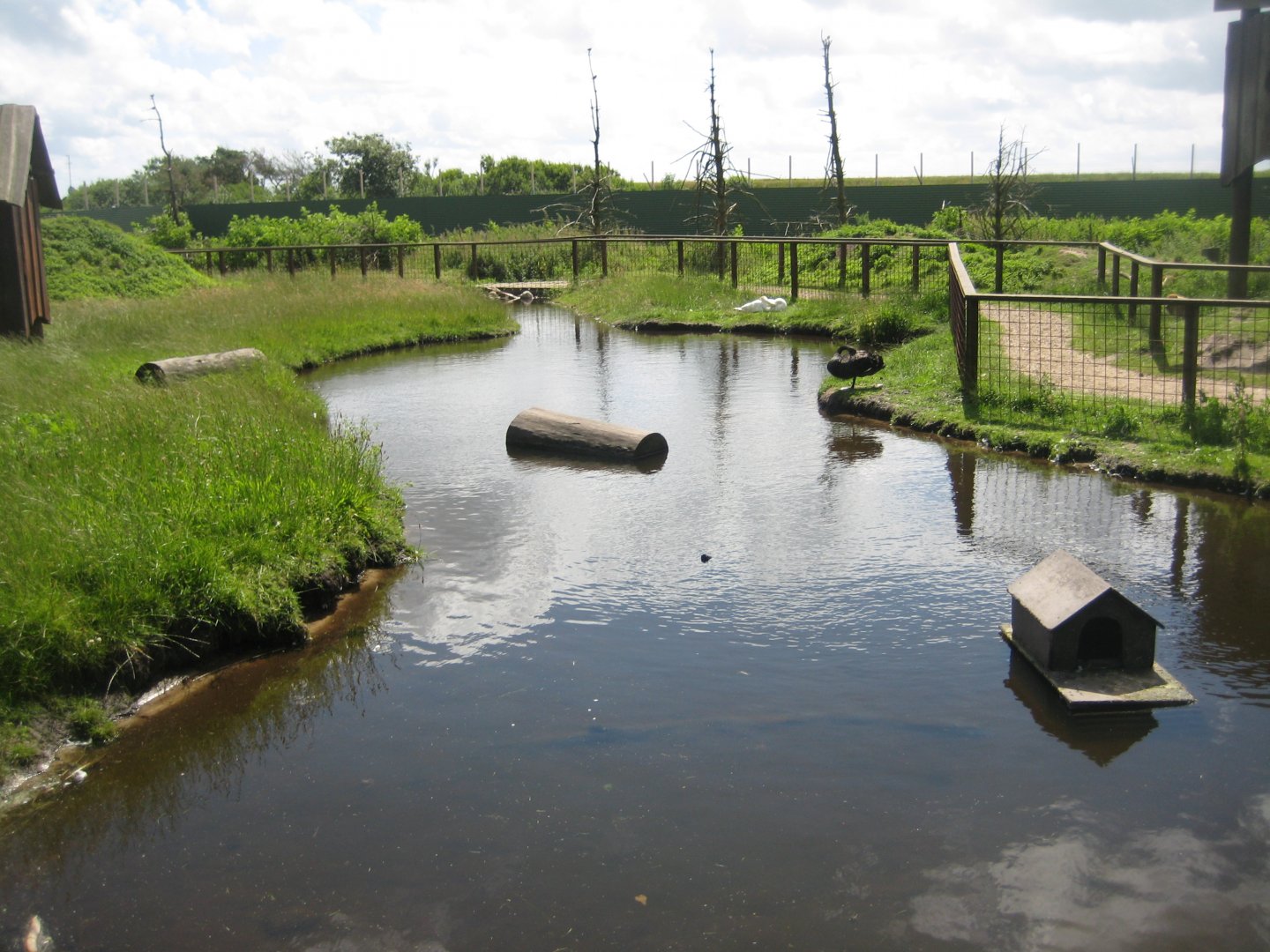 Blåvand Zoo - Swan exhibit