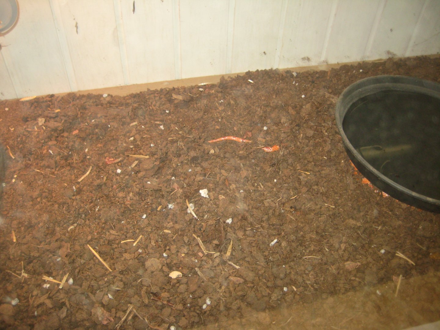 Blåvand Zoo - Tropical house - Corn snake exhibit