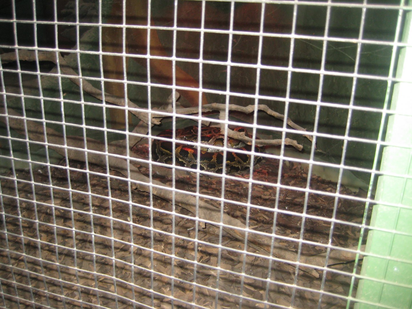 Blåvand Zoo - Tropical house - Python exhibit