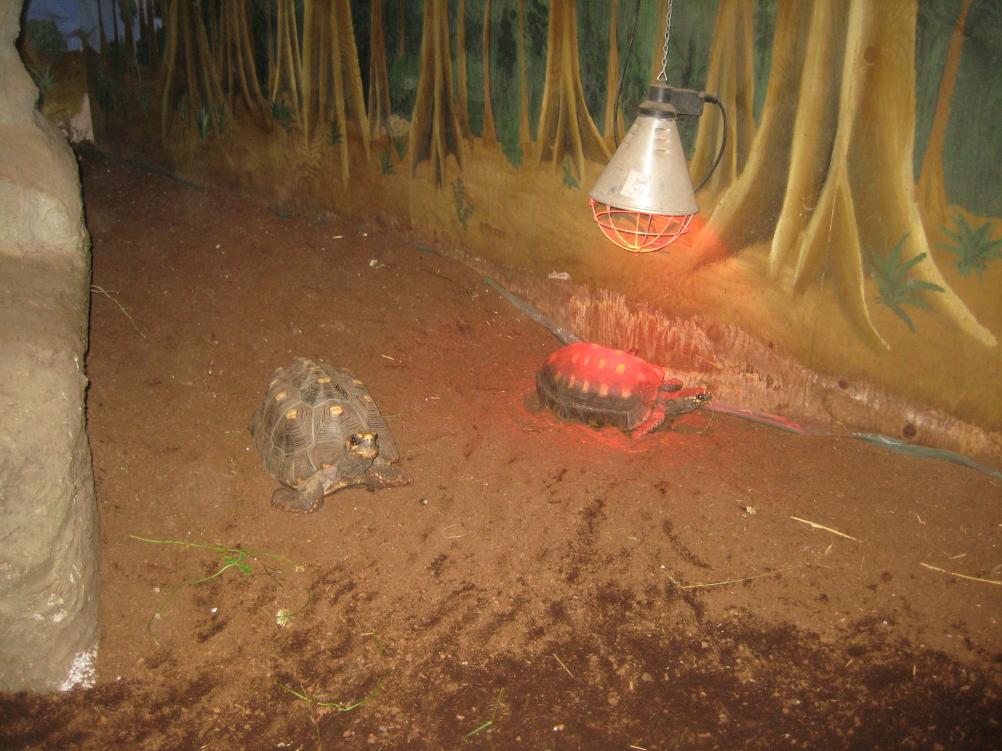 Blåvand Zoo - Tropical house - Red-footed tortoise exhibit