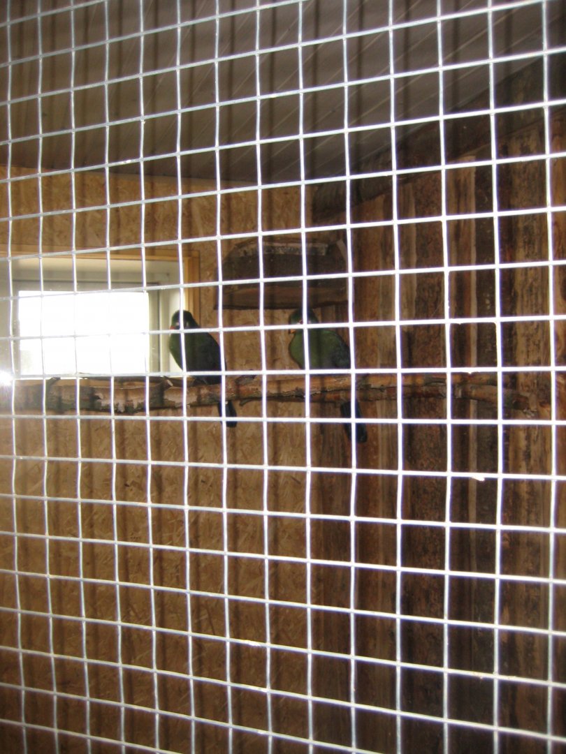 Blåvand Zoo - Tropical house - Turaco aviary