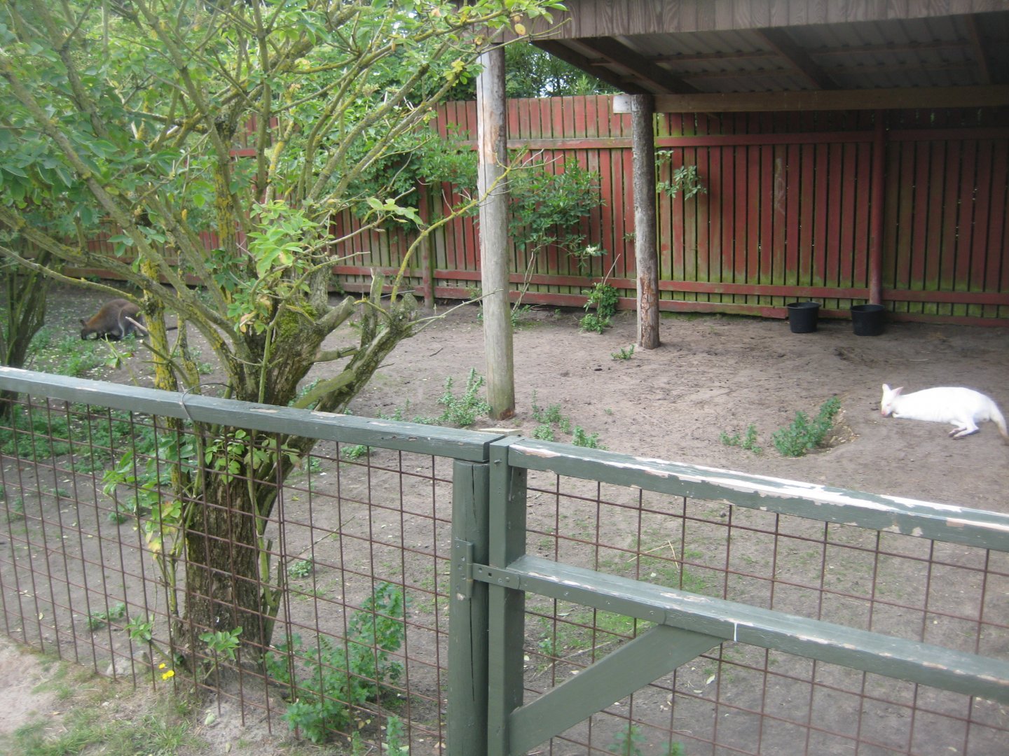 Blåvand Zoo - White wallaby exhibit