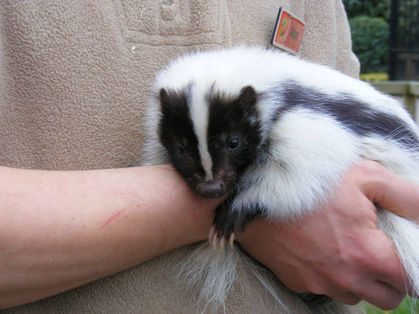 Blaze the striped skunk at Chessington Zoo, 6 February 2011