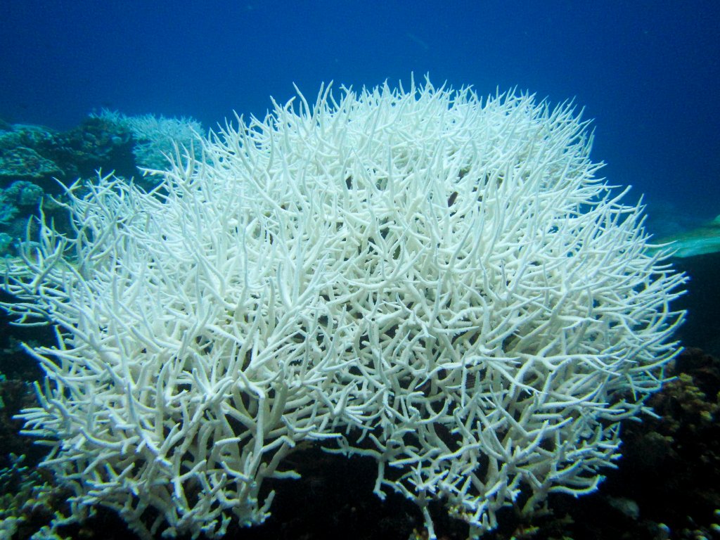 Bleached Coral