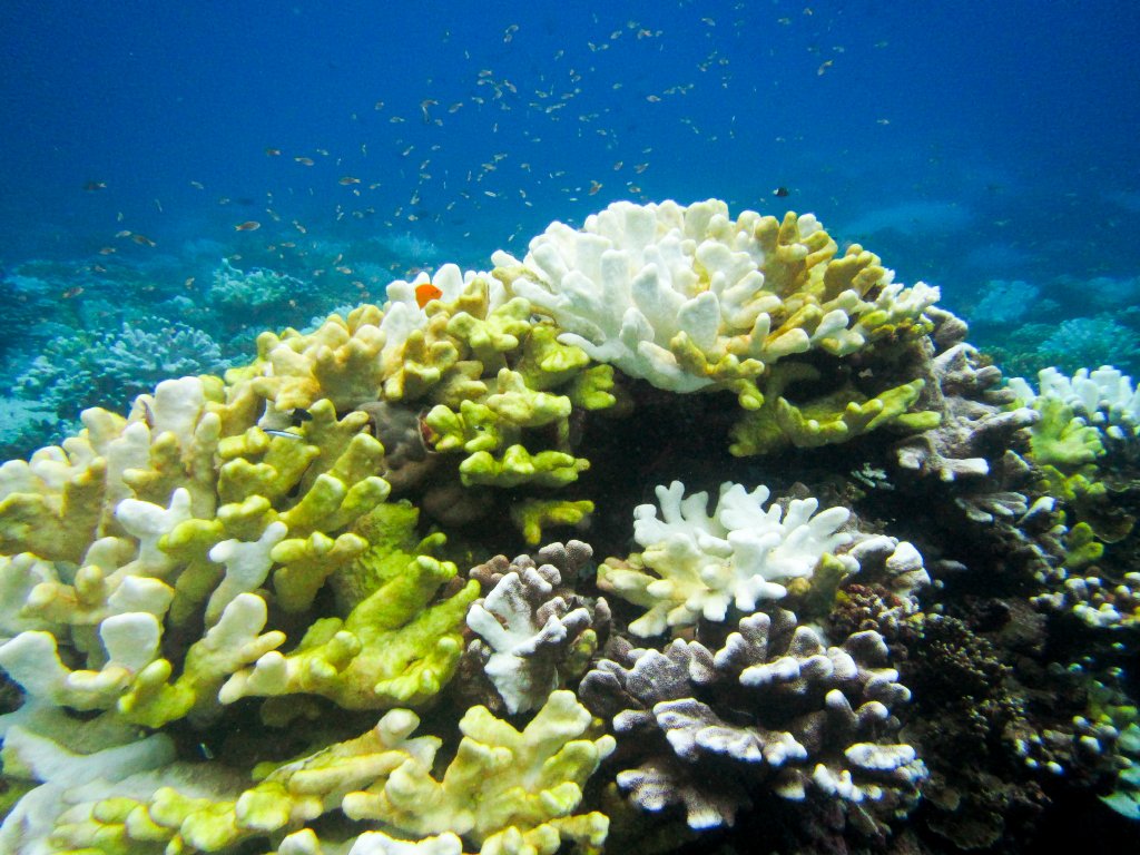 Bleached Corals