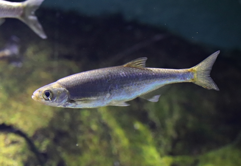 Bleak (Alburnus alburnus) - Baltic Sea Science Center