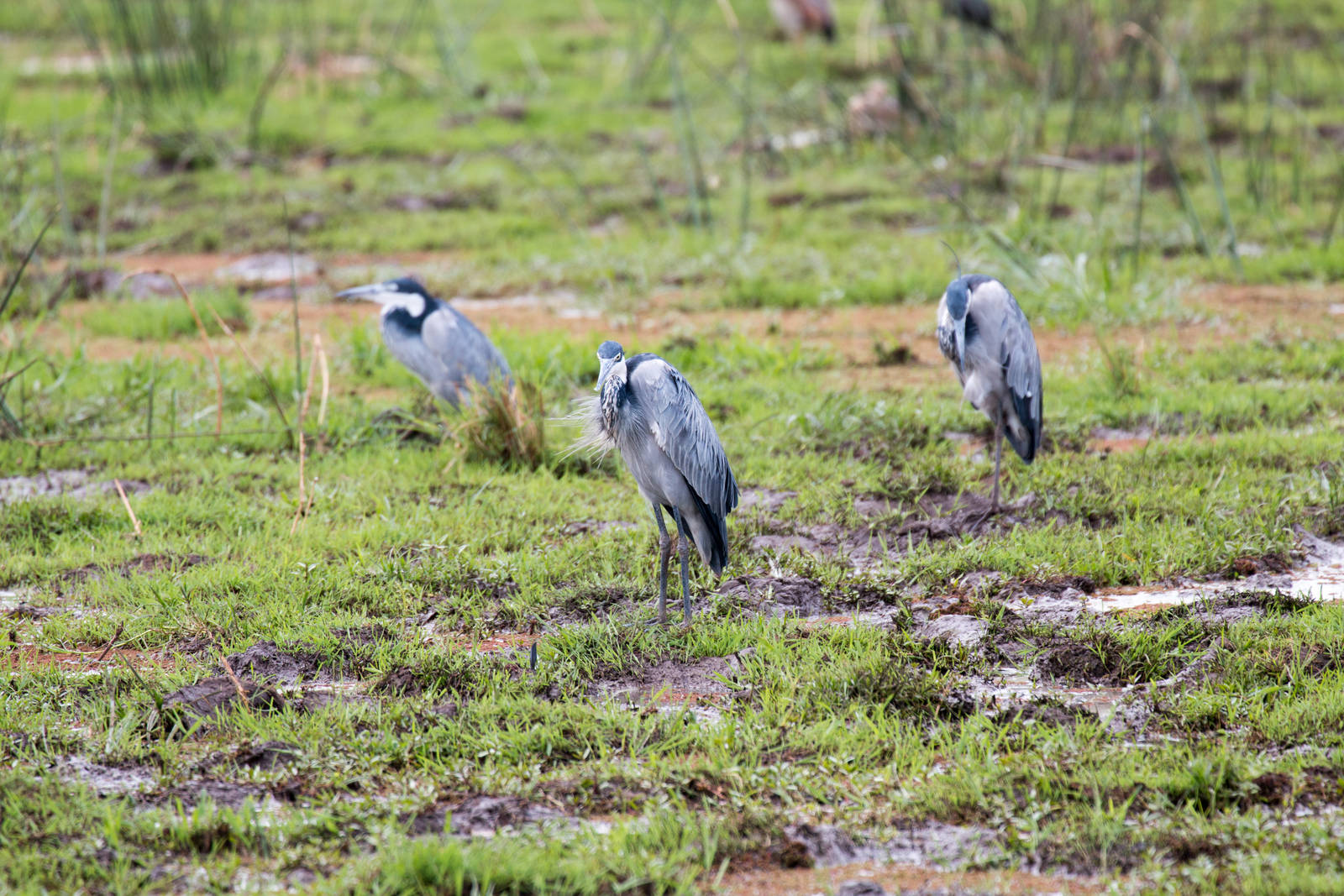 Bleck-headed Herons