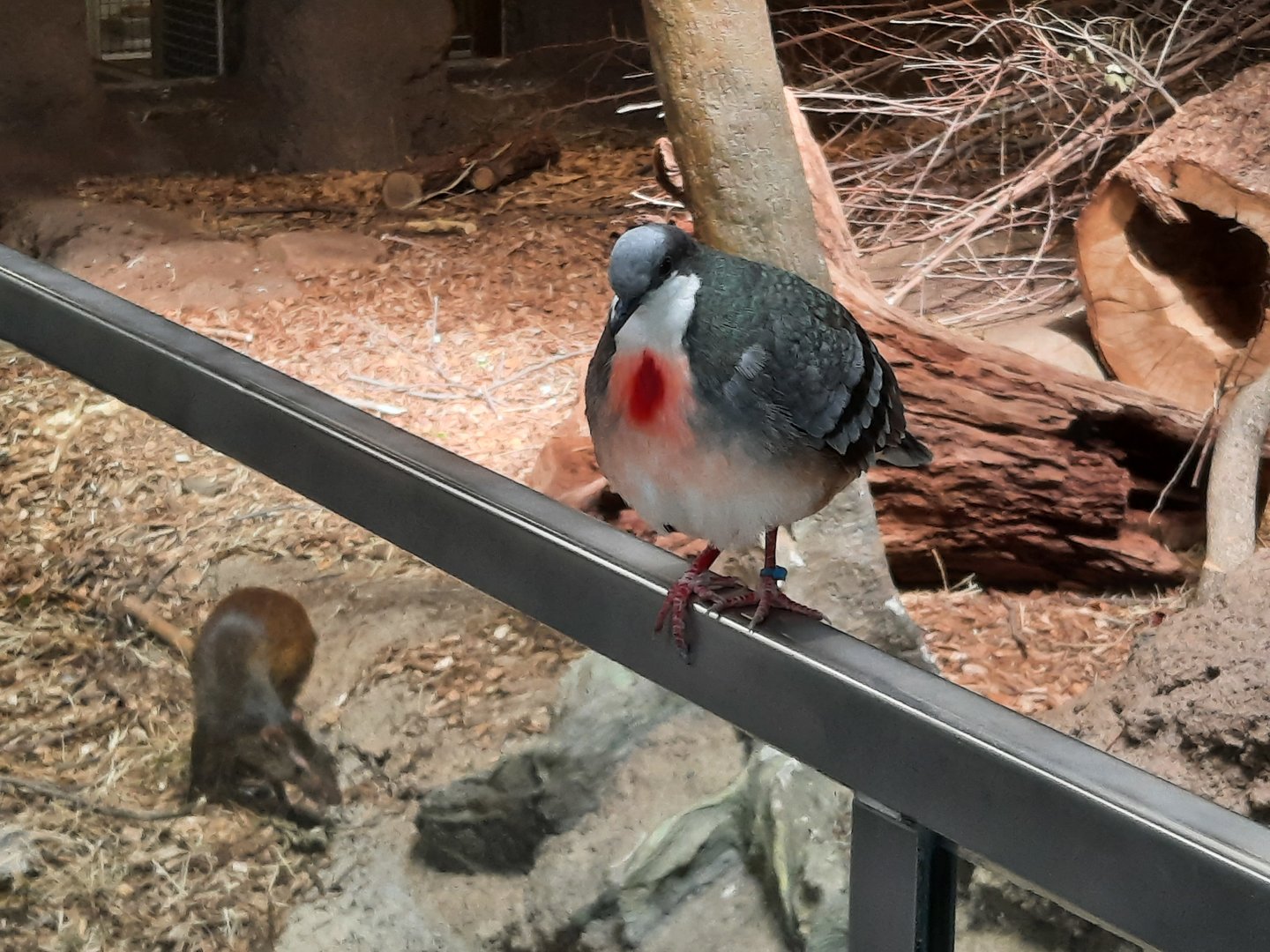 Bleeding Heart Dove and Agouti