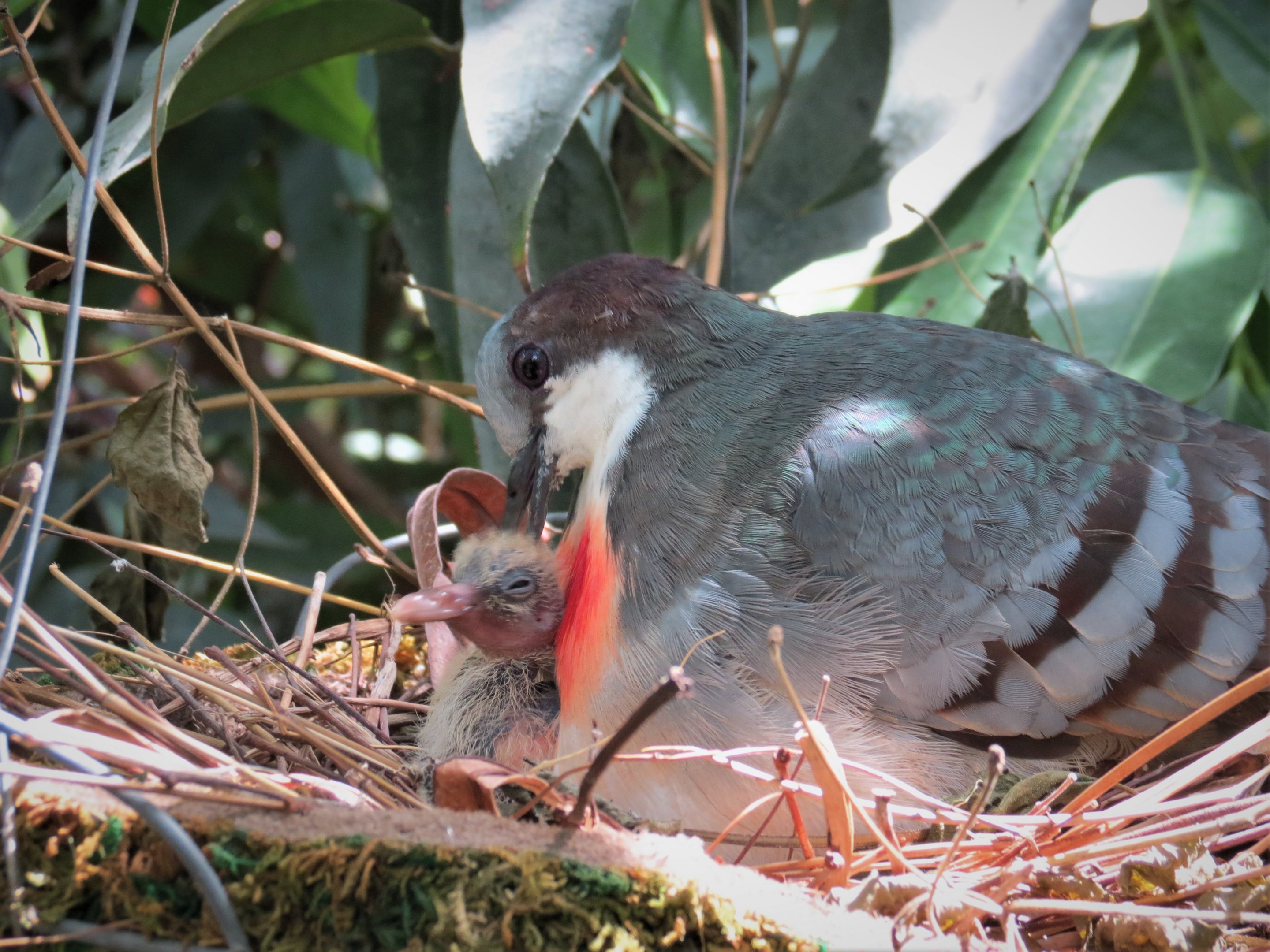 Bleeding Heart Dove and chick
