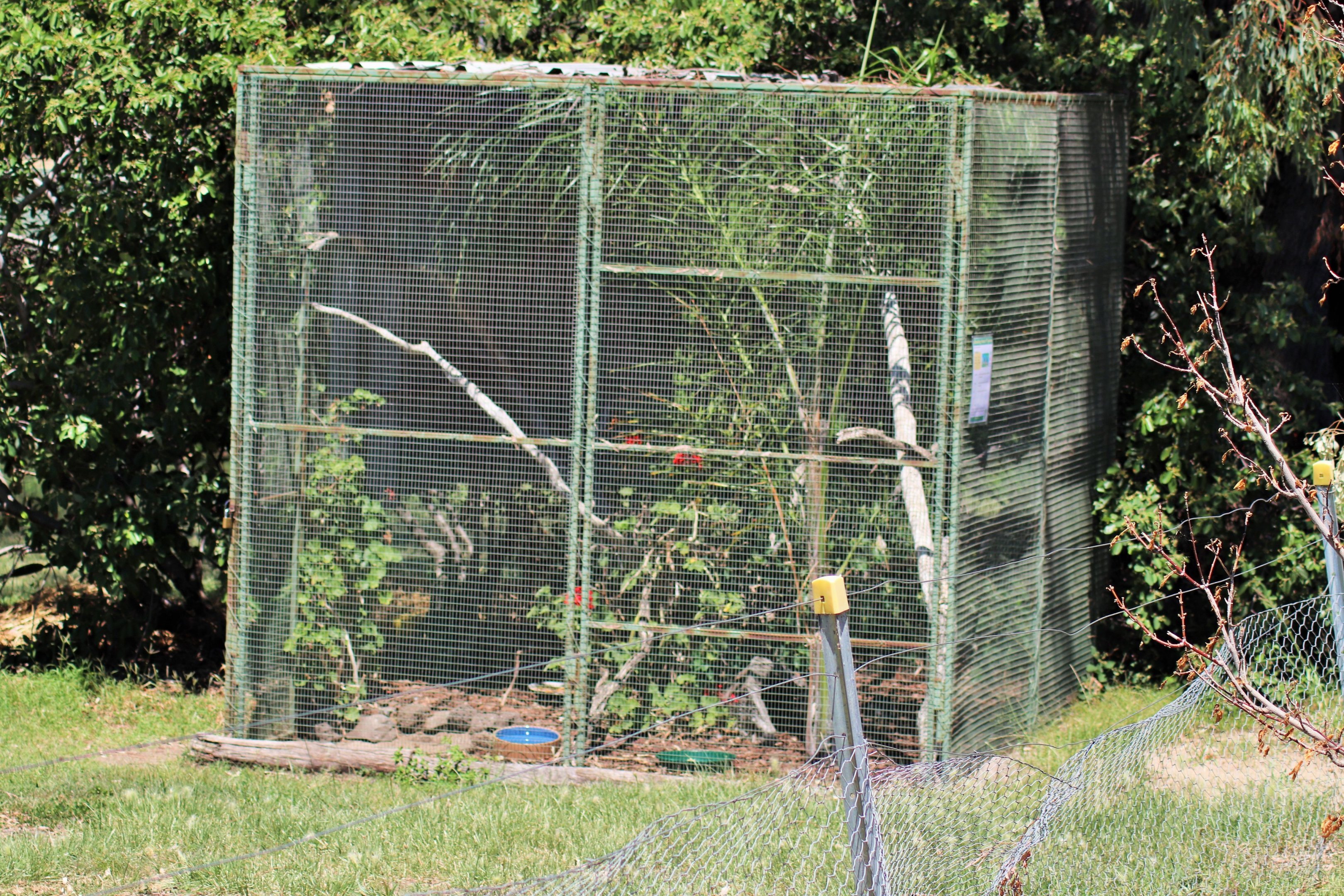 Bleeding Heart Dove Aviary