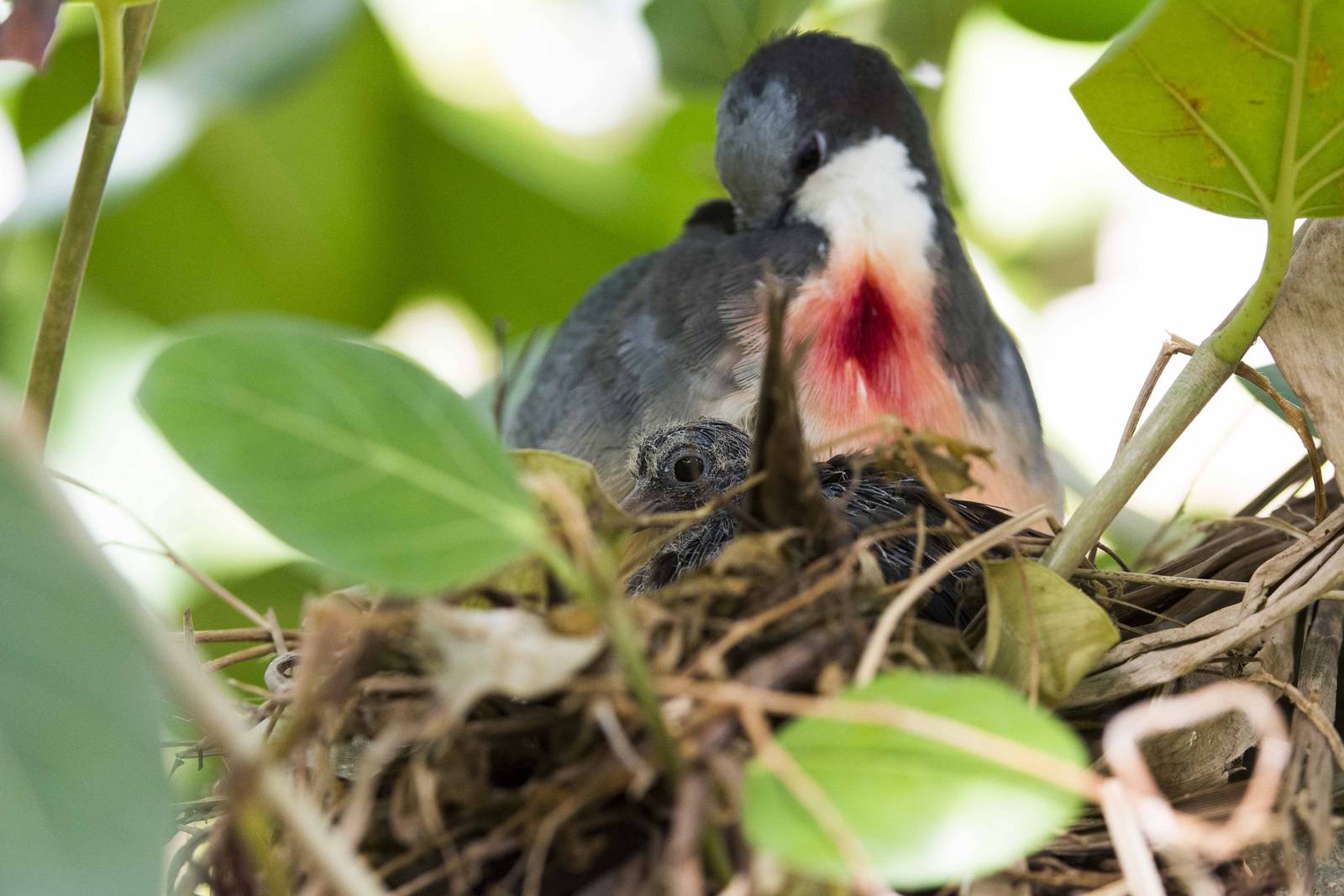 Bleeding-Heart Dove Chick