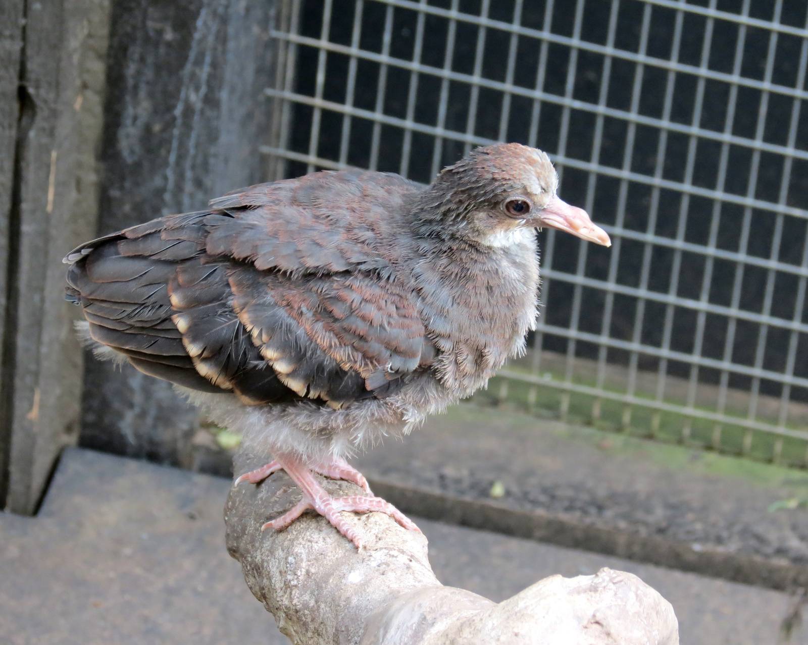 Bleeding Heart Dove chick
