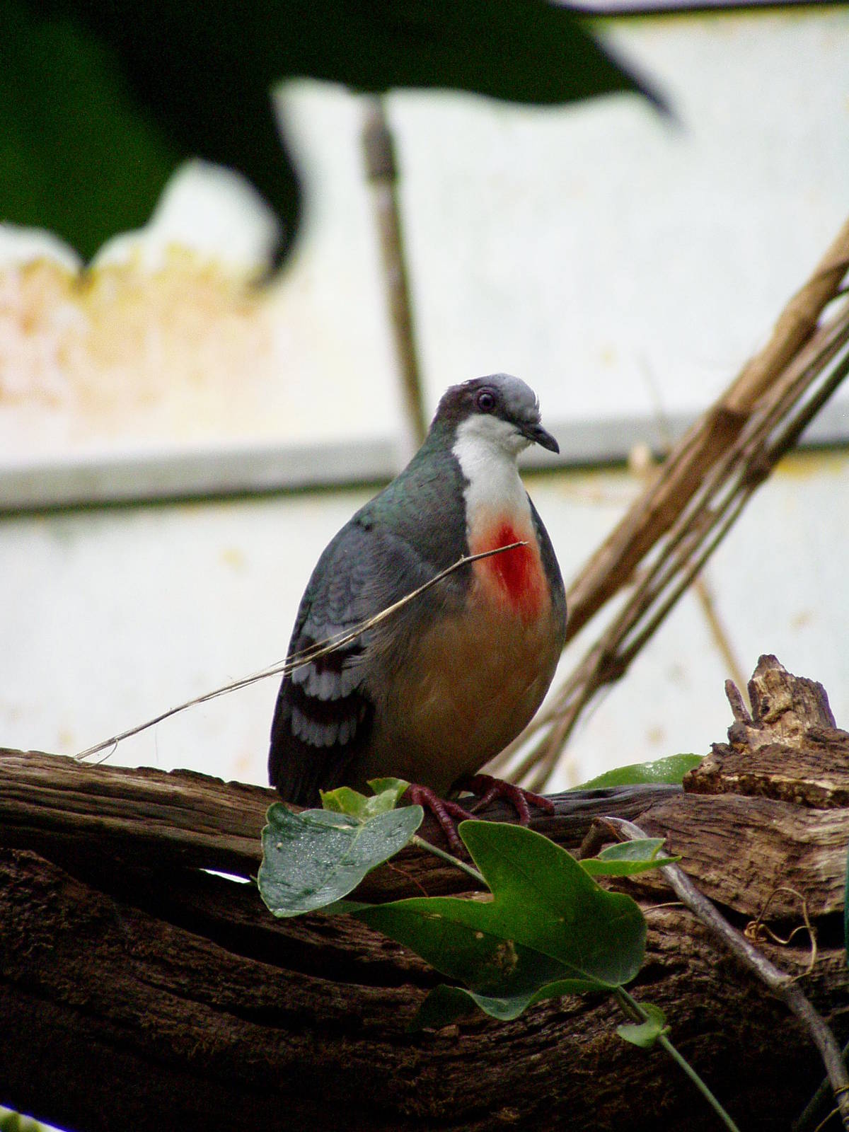 Bleeding Heart Dove (CWP)