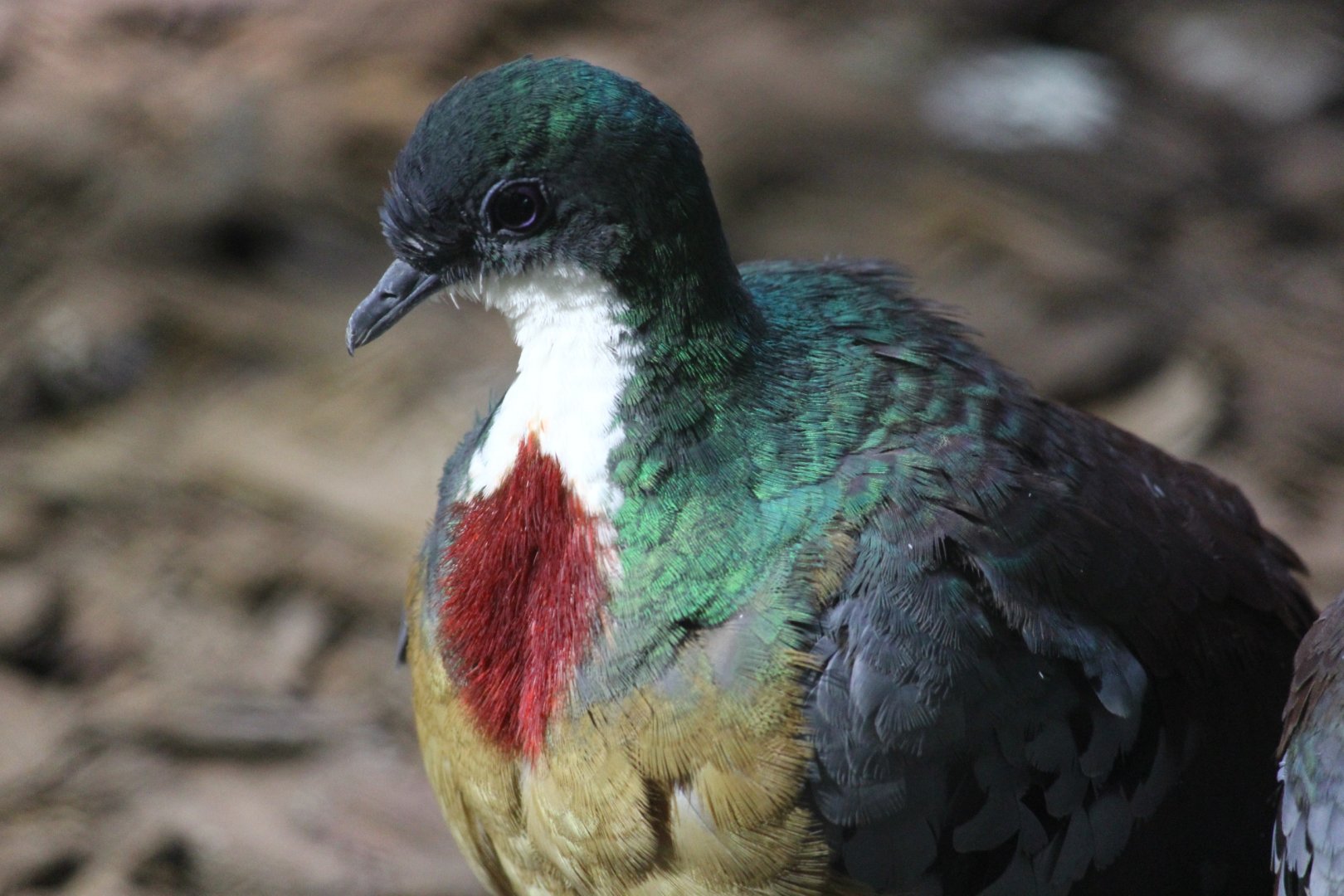 Bleeding-heart Dove