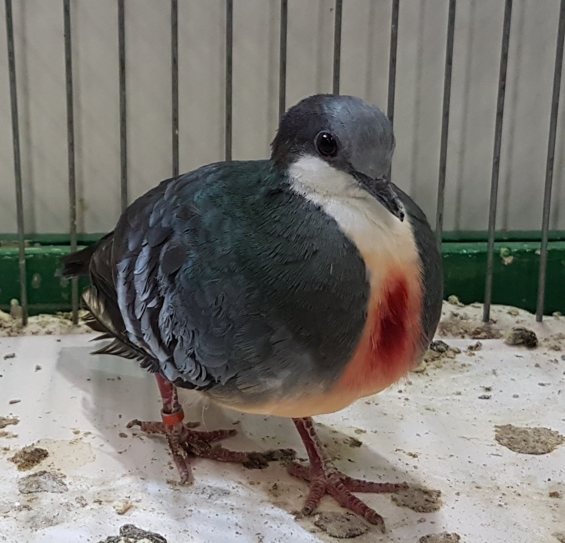 Bleeding heart - Gallicolumba luzonica